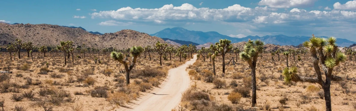 A First-Time Guide To Joshua Tree National Park