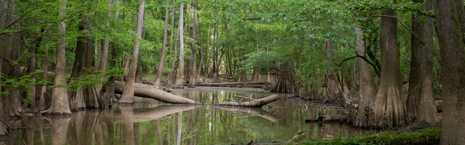 A Tour of America's Greatest Swamp