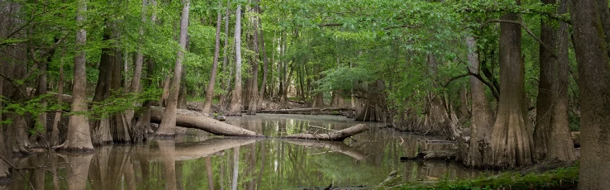 A Tour of America's Greatest Swamp