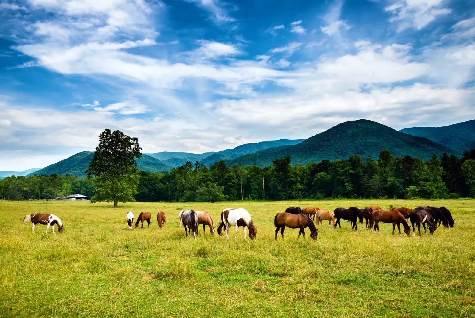 Exploring the Beauty and History of Cades Cove, Tennessee