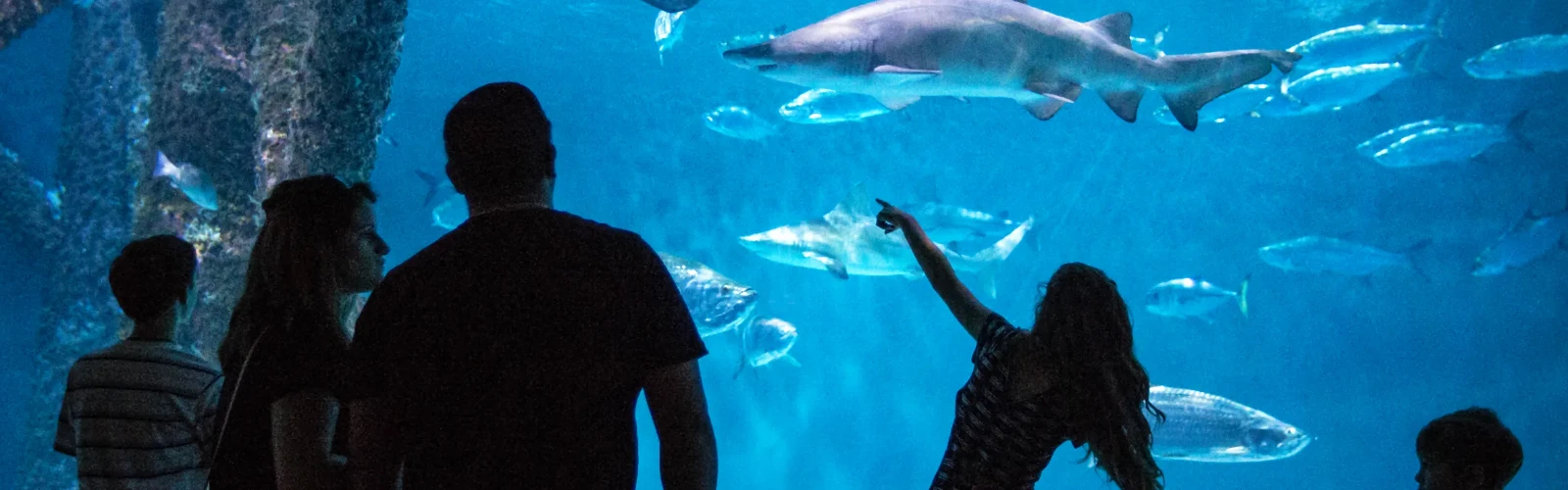 The Best Zoos and Aquariums in America for a Fun Family Day