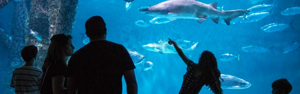 The Best Zoos and Aquariums in America for a Fun Family Day