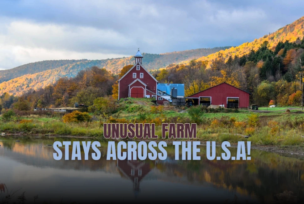 Unusual Farm Stays Across the U.S.A