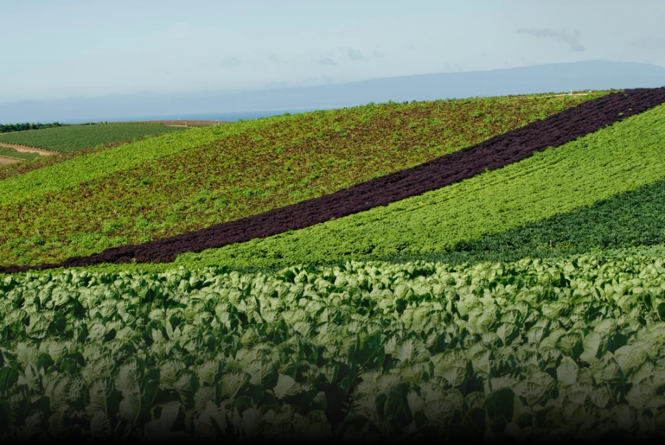 Watsonville - Heart of California: