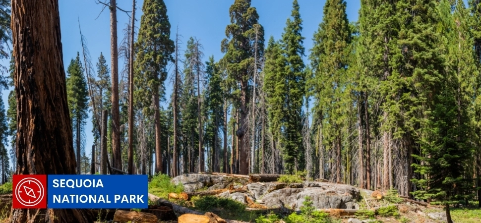 Sequoia National Park