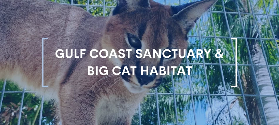 Gulf Coast Sanctuary & Big Cat Habitat