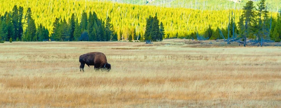 Wildlife at Yellowstone National Park
