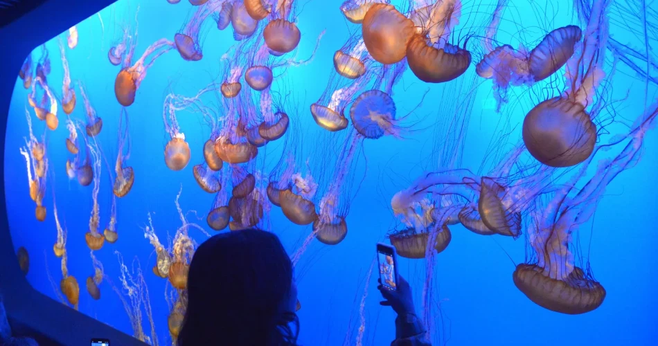 The Best Zoos and Aquariums in America for a Fun Family Day