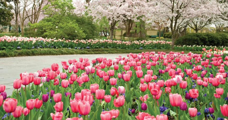 A Complete Dallas Travel Guide 2025