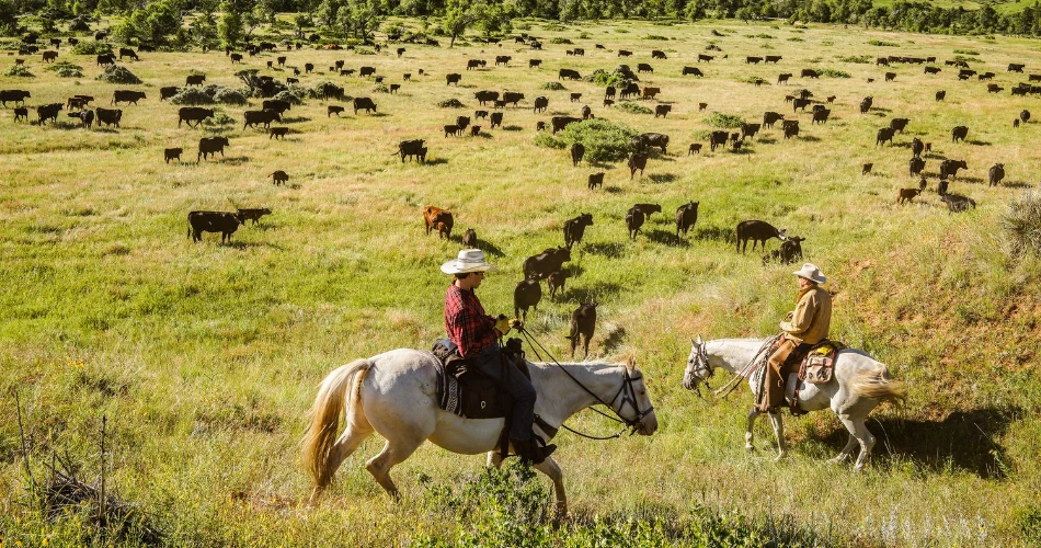 Where To Experience Cowboy Culture In the USA?
