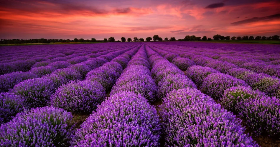 9 U.S. Destinations That Transport You Straight to Europe!