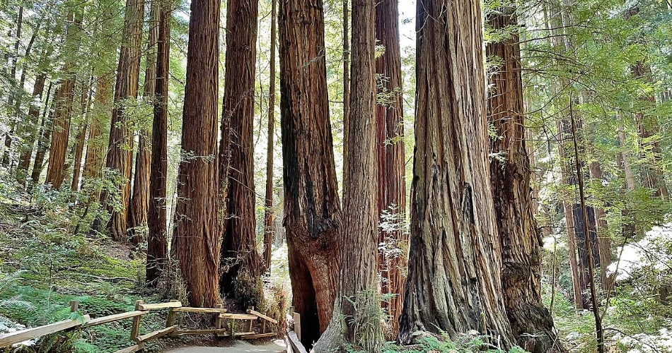 What to Do in San Francisco Besides Visiting the Golden Gate Bridge
