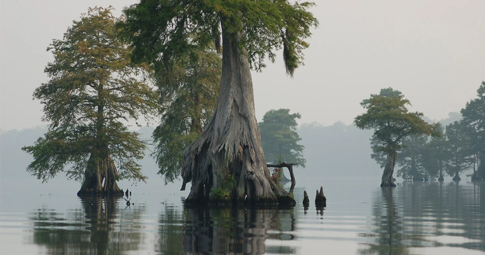 A Tour of America's Greatest Swamp