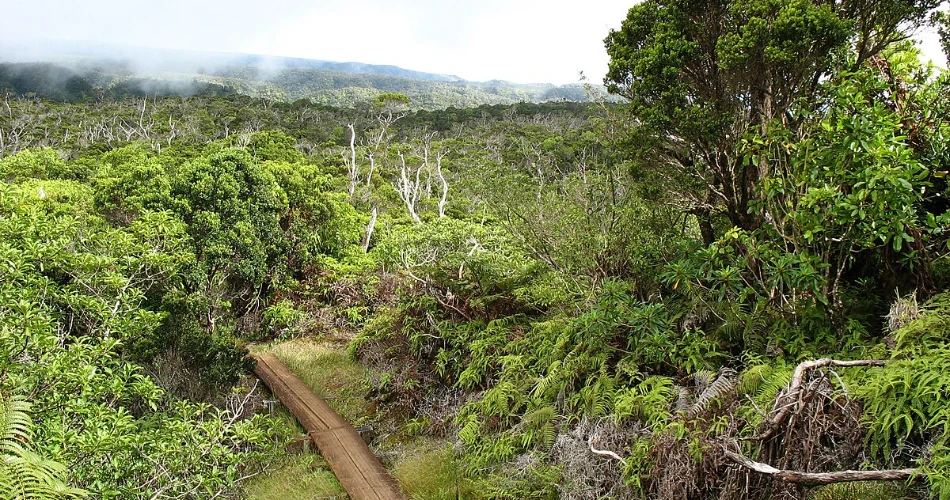 A Tour of America's Greatest Swamp