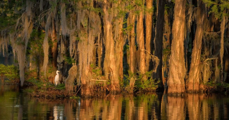 A Tour of America's Greatest Swamp