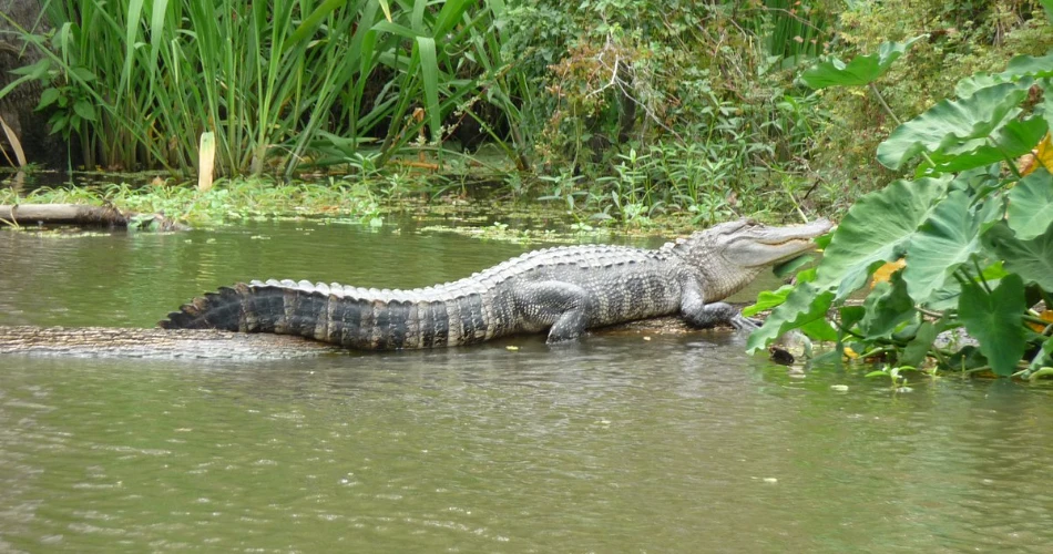 A Tour of America's Greatest Swamp