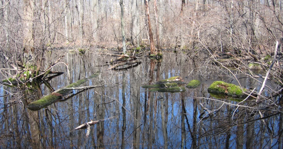 A Tour of America's Greatest Swamp