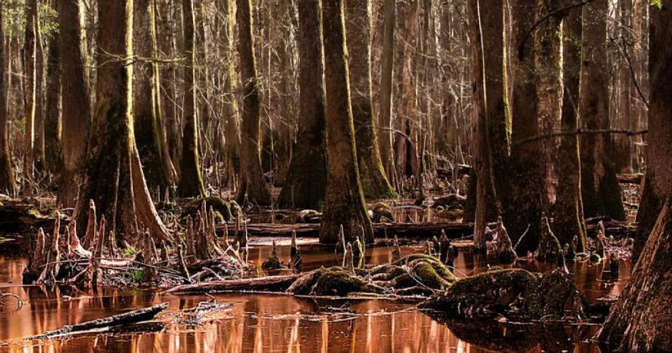 A Tour of America's Greatest Swamp