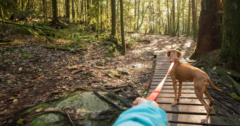 10 Best Hikes in the Great Smoky Mountain National Park