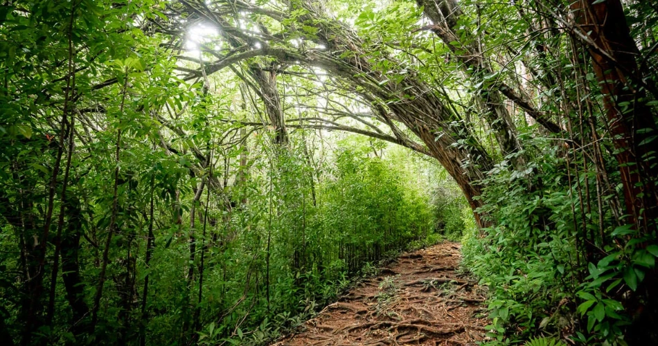 10 Best Hikes in Hawaii for Breathtaking Views