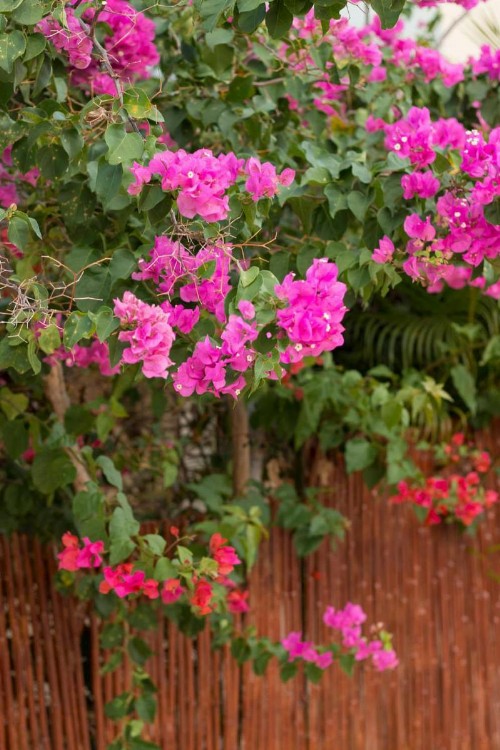 A La Bella Noni Bed & Breakfast - image 45