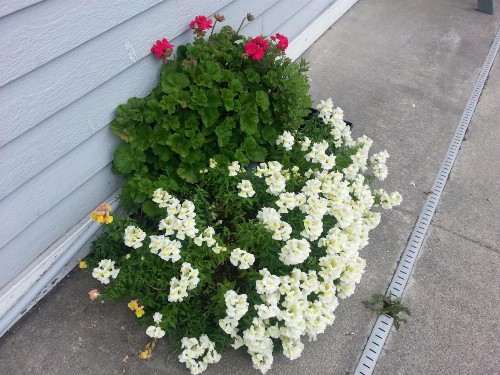 Fidalgo Country Inn - image 33