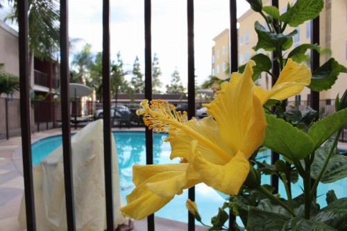 Budget Inn Anaheim near Disneyland Drive - image 14