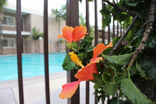 Budget Inn Anaheim near Disneyland Drive - image 15
