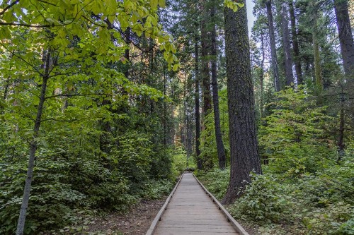 Forest Bears Hideout - image 9
