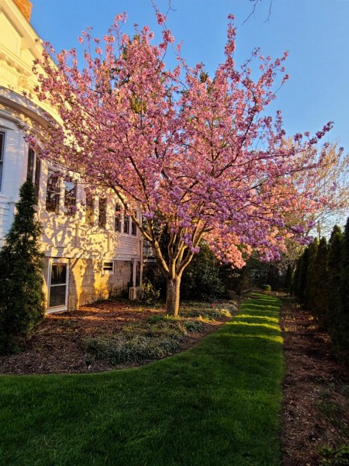 Albemarle Inn - Asheville - image 21