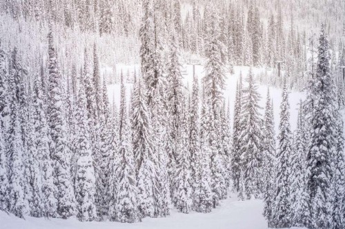 Shadow Mountain 13 - image 1