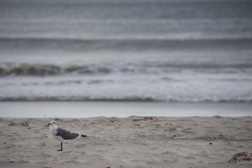 Atlantic Beach Resort a Ramada by Wyndham - image 36
