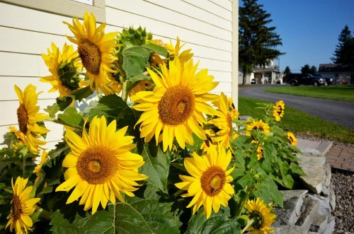 Skaneateles Suites - image 3