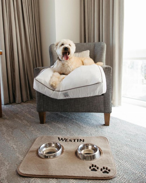 The Westin Austin at The Domain - image 30