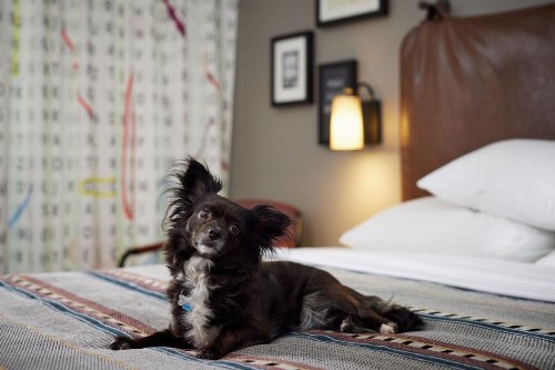 Moxy Austin - University - image 27