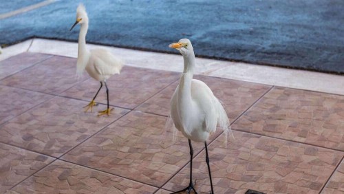 Belleair Beach Resort Motel - image 19