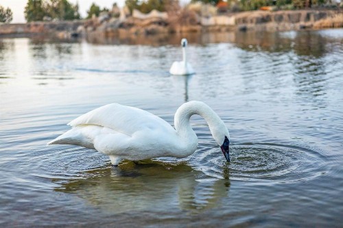 Pronghorn Resort - image 42