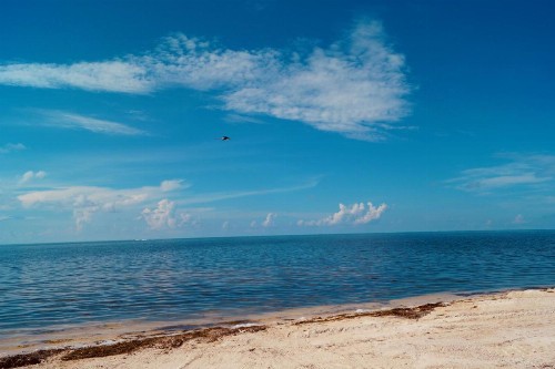 Deer Run on the Atlantic - image 8