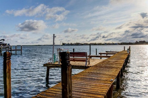 Coconut Tree - image 8