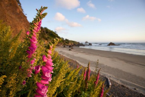 Inn at Cannon Beach - image 2