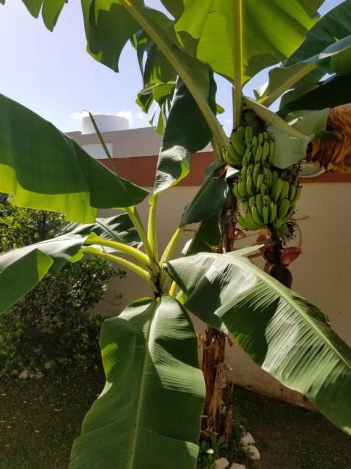 Tropical Delightful Guest Studio - image 8