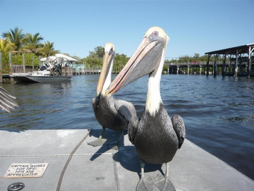 Villa Cape Florida - image 23