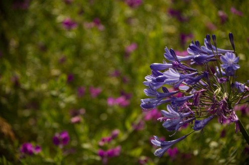 Carmel River Inn - image 43