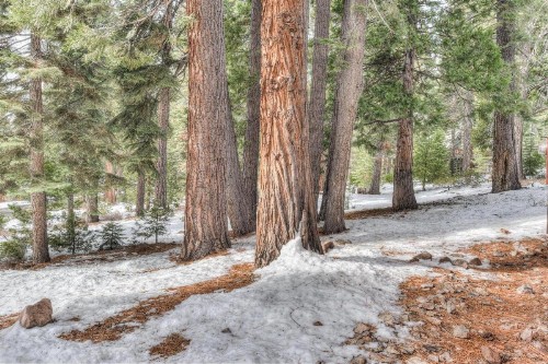Tranquil Tahoe - image 12