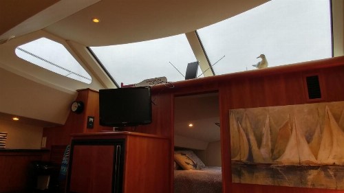 Little Pearl - image 6