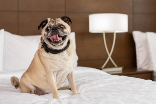 Staybridge Suites Charlottesville Airport an IHG Hotel - image 14