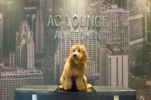 AC Hotel Chicago Downtown - image 11