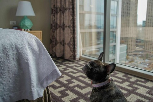 Homewood Suites by Hilton Chicago Downtown West Loop - image 29