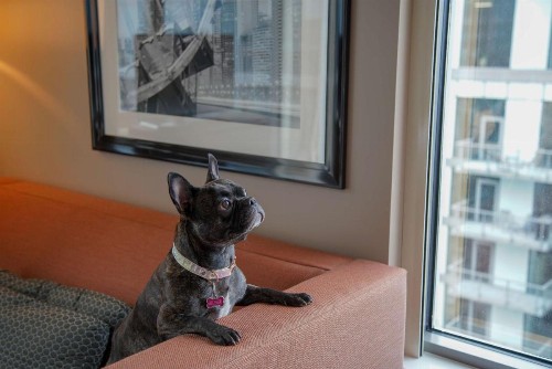 Homewood Suites by Hilton Chicago Downtown West Loop - image 39