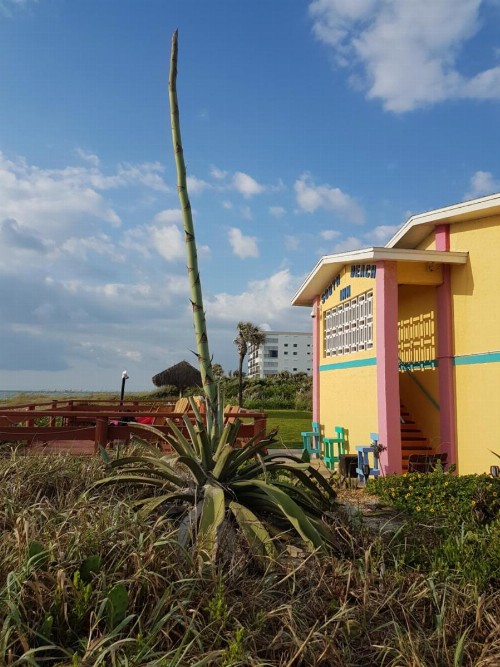 South Beach Inn - Cocoa Beach - image 36